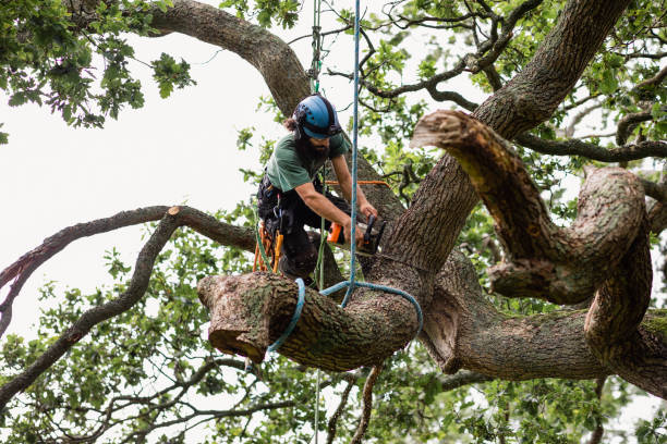 How Our Tree Care Process Works  in  Center, CO