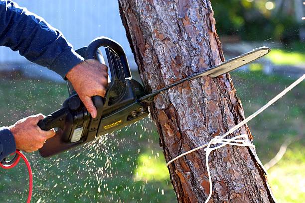 Best Lawn Mowing  in Center, CO