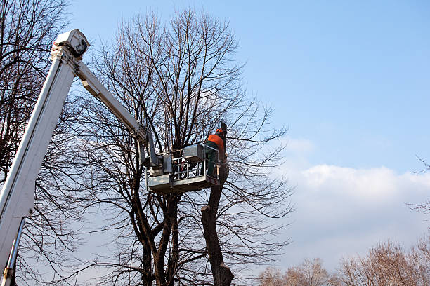 Best Hazardous Tree Removal  in Center, CO