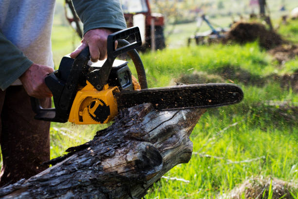 Reliable Center, CO Tree Care Solutions